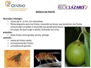 descrição e biologia:
• mosca de 4 - 6 mm, cor amarelada;
• fêmea deposita ovos nos frutos, nascendo as larvas, que penetram nos frutos,
consumindo sua polpa e causando sua queda prematura; no solo, transforma-se
em pupa, do qual surge o adulto, fechando seu ciclo;
prejuízos:
• ataca frutos como goiaba, amora, pitanga
controle:
• coleta de frutos caídos;
• ensacamento dos frutos;
• armadilhas de garrafa;
MOSCA DA FRUTA
 