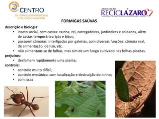FORMIGAS SAÚVAS
descrição e biologia:
• inseto social, com castas: rainha, rei, carregadeiras, jardineiras e soldados, além
de castas temporárias: içás e bitus;
• possuem câmaras interligadas por galerias, com diversas funções: câmara real,
de alimentação, de lixo, etc.
• não alimentam-se de folhas, mas sim de um fungo cultivado nas folhas picadas.
prejuízos:
• desfolham rapidamente uma planta;
controle:
• controle muito difícil;
• controle mecânico, com localização e destruição do ninho;
• com iscas
 
