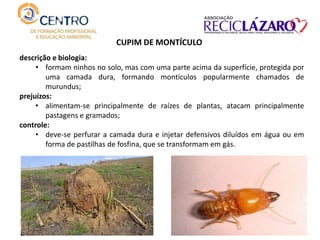 CUPIM DE MONTÍCULO
descrição e biologia:
• formam ninhos no solo, mas com uma parte acima da superfície, protegida por
uma camada dura, formando montículos popularmente chamados de
murundus;
prejuízos:
• alimentam-se principalmente de raízes de plantas, atacam principalmente
pastagens e gramados;
controle:
• deve-se perfurar a camada dura e injetar defensivos diluídos em água ou em
forma de pastilhas de fosfina, que se transformam em gás.
 
