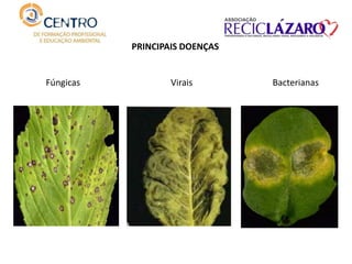 Fúngicas
PRINCIPAIS DOENÇAS
Virais Bacterianas
 