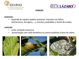 FUNGOS
prejuízos:
• depende da espécie podem ocasionar: manchas nas folhas
(antracnoses, ferrugens, ...), murchas, podridões e morte de mudas;
controle:
• evitar umidade excessiva;
• pulverização com calda bordalesa ou outros produtos à base de cobre;
 