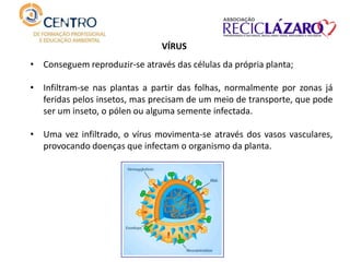 VÍRUS
• Conseguem reproduzir-se através das células da própria planta;
• Infiltram-se nas plantas a partir das folhas, normalmente por zonas já
feridas pelos insetos, mas precisam de um meio de transporte, que pode
ser um inseto, o pólen ou alguma semente infectada.
• Uma vez infiltrado, o vírus movimenta-se através dos vasos vasculares,
provocando doenças que infectam o organismo da planta.
 