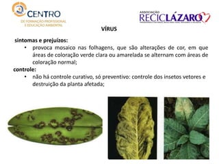 sintomas e prejuízos:
• provoca mosaico nas folhagens, que são alterações de cor, em que
áreas de coloração verde clara ou amarelada se alternam com áreas de
coloração normal;
controle:
• não há controle curativo, só preventivo: controle dos insetos vetores e
destruição da planta afetada;
VÍRUS
 
