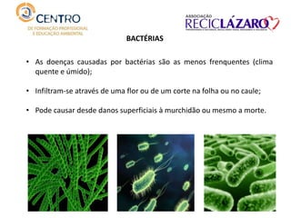 BACTÉRIAS
• As doenças causadas por bactérias são as menos frenquentes (clima
quente e úmido);
• Infiltram-se através de uma flor ou de um corte na folha ou no caule;
• Pode causar desde danos superficiais à murchidão ou mesmo a morte.
 