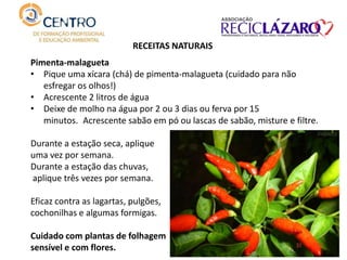RECEITAS NATURAIS
Pimenta-malagueta
• Pique uma xícara (chá) de pimenta-malagueta (cuidado para não
esfregar os olhos!)
• Acrescente 2 litros de água
• Deixe de molho na água por 2 ou 3 dias ou ferva por 15
minutos. Acrescente sabão em pó ou lascas de sabão, misture e filtre.
Durante a estação seca, aplique
uma vez por semana.
Durante a estação das chuvas,
aplique três vezes por semana.
Eficaz contra as lagartas, pulgões,
cochonilhas e algumas formigas.
Cuidado com plantas de folhagem
sensível e com flores.
 