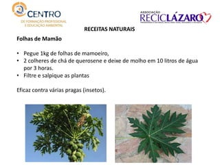 RECEITAS NATURAIS
Folhas de Mamão
• Pegue 1kg de folhas de mamoeiro,
• 2 colheres de chá de querosene e deixe de molho em 10 litros de água
por 3 horas.
• Filtre e salpique as plantas  
Eficaz contra várias pragas (insetos).
 