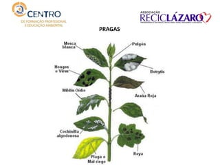 PRAGAS
 