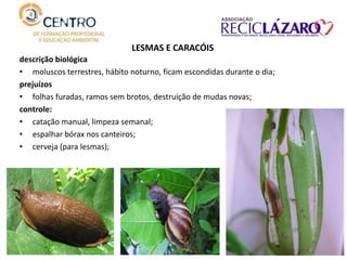 descrição biológica
• moluscos terrestres, hábito noturno, ficam escondidas durante o dia;
prejuízos
• folhas furadas, ramos sem brotos, destruição de mudas novas;
controle:
• catação manual, limpeza semanal;
• espalhar bórax nos canteiros;
• cerveja (para lesmas);
LESMAS E CARACÓIS
 