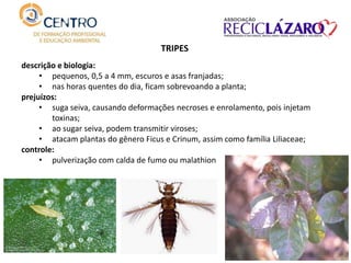descrição e biologia:
• pequenos, 0,5 a 4 mm, escuros e asas franjadas;
• nas horas quentes do dia, ficam sobrevoando a planta;
prejuízos:
• suga seiva, causando deformações necroses e enrolamento, pois injetam
toxinas;
• ao sugar seiva, podem transmitir viroses;
• atacam plantas do gênero Ficus e Crinum, assim como família Liliaceae;
controle:
• pulverização com calda de fumo ou malathion
TRIPES
 