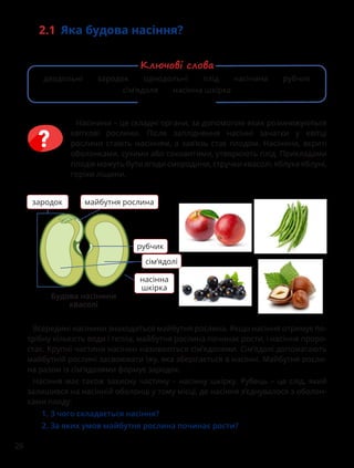 26
2.1 Яка будова насіння?
Насінини – це складні органи, за допомогою яких розмножуються
квіткові рослини. Після запліднення насінні зачатки у квітці
рослини стають насінням, а зав’язь стає плодом. Насінини, вкриті
оболонками, сухими або соковитими, утворюють плід. Прикладами
плодів можуть бути ягоди смородини, стручки квасолі, яблука яблуні,
горіхи ліщини.
Всередині насінини знаходиться майбутня рослина. Якщо насіння отримує по-
трібну кількість води і тепла, майбутня рослина починає рости, і насіння проро-
стає. Крупні частини насінин називаються сім’ядолями. Сім’ядолі допомагають
майбутній рослині засвоювати їжу, яка зберігається в насінні. Майбутня росли-
на разом із сім’ядолями формує зародок.
Насіння має також захисну частину – насінну шкірку. Рубець – це слід, який
залишився на насінній оболонці у тому місці, де насіння з’єднувалося з оболон-
ками плоду.

1. З чого складається насіння?
2. За яких умов майбутня рослина починає рости?
майбутня рослина
рубчик
насінна
шкірка
Будова насінини
квасолі
сім’ядолі
зародок
дводольні зародок однодольні плід насінина рубчик
сім’ядоля насінна шкірка
Ключові слова
 