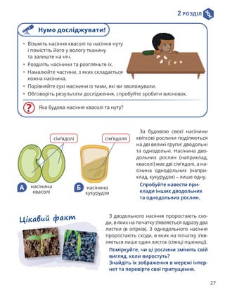 2 РОЗДІЛ
27
За будовою своєї насінини
квіткові рослини поділяються
на дві великі групи: дводольні
та однодольні. Насінина дво-
дольних рослин (наприклад,
квасолі) має дві сім'ядолі, а на-
сінина однодольних (напри-
клад, кукурудзи) – лише одну.

Спробуйте навести при-
клади інших дводольних
та однодольних рослин.
насінина
квасолі
насінина
кукурудзи
сім’ядолі сім’ядоля
А Б
Цікавий факт З дводольного насіння проростають схо-
ди, в яких на початку з’являється одразу два
листки (в огірків). З однодольного насіння
проростають сходи, в яких на початку з’яв-
ляється лише один листок (сіянці пшениці).

Поміркуйте, чи ці рослини змінять свій
вигляд, коли виростуть?

Знайдіть їх зображення в мережі інтер-
нет та перевірте свої припущення.
Яка будова насіння квасолі та нуту?
• Візьміть насіння квасолі та насіння нуту
і помістіть його у вологу тканину
та залиште на ніч.
• Розділіть насінини та розгляньте їх.
• Намалюйте частини, з яких складається
кожна насінина.
• Порівняйте сухі насінини із тими, які ви зволожували.
• Обговоріть результати дослідження, спробуйте зробити висновок.
Нумо досліджувати!
 