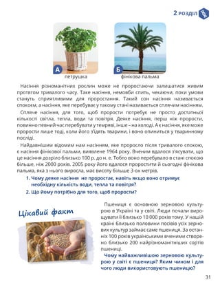 2 РОЗДІЛ
31
Насіння різноманітних рослин може не проростаючи залишатися живим
протягом тривалого часу. Таке насіння, немовби спить, чекаючи, поки умови
стануть сприятливими для проростання. Такий сон насіння називається
спокоєм, а насіння, яке перебуває у такому стані називається сплячим насінням.
Спляче насіння, для того, щоб прорости потребує не просто достатньої
кількості світла, тепла, води та повітря. Деяке насіння, перш ніж прорости,
повинно певний час перебувати у темряві, інше – на холоді. А є насіння, яке може
прорости лише тоді, коли його з’їдять тварини, і воно опиниться у тваринному
посліді.
Найдавнішим відомим нам насінням, яке проросло після тривалого спокою,
є насіння фінікової пальми, виявлене 1964 року. Вченим вдалося з'ясувати, що
це насіння дозріло близько 100 р. до н. е. Тобто воно перебувало в стані спокою
більше, ніж 2000 років. 2005 року його вдалося проростити й сьогодні фінікова
пальма, яка з нього виросла, має висоту більше 3-ох метрів.
1. 
Чому деяке насіння  не проростає, навіть якщо воно отримує
необхідну кількість води, тепла та повітря?
2. Що йому потрібно для того, щоб прорости?
А Б
петрушка фінікова пальма
Пшениця є основною зерновою культу-
рою в Україні та у світі. Люди почали виро-
щувати її близько 10 000 років тому. У нашій
країні близько половини посівів усіх зерно-
вих культур займає саме пшениця. За остан-
ніх 100 років українськими вченими створе-
но близько 200 найрізноманітніших сортів
пшениці.
Чому найважливішою зерновою культу-
рою у світі є пшениця? Яким чином і для
чого люди використовують пшеницю?
Цікавий факт
 
