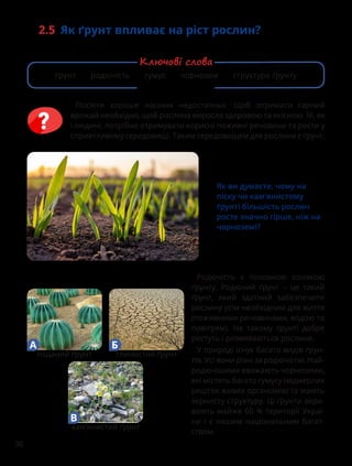 36
Посіяти хороше насіння недостатньо. Щоб отримати гарний
врожай необхідно, щоб рослина виросла здоровою та якісною. Їй, як
і людині, потрібно отримувати корисні поживні речовини та рости у
сприятливому середовищі. Таким середовищем для рослини є ґрунт.
2.5 Як ґрунт впливає на ріст рослин?
Як ви думаєте, чому на
піску чи кам'янистому
ґрунті більшість рослин
росте значно гірше, ніж на
чорноземі?
піщаний ґрунт
А
глинистий ґрунт
Б
кам’янистий ґрунт
В
Родючість є головною ознакою
ґрунту. Родючий ґрунт – це такий
ґрунт, який здатний забезпечити
рослину усім необхідним для життя
(поживними речовинами, водою та
повітрям). На такому ґрунті добре
ростуть і розвиваються рослини.
У природі існує багато видів ґрун-
тів. Усі вони різні за родючістю. Най-
родючішими вважають чорноземи,
які містять багато гумусу (відмерлих
решток живих організмів) та мають
зернисту структуру. Ці ґрунти вкри-
вають майже 60 % території Украї-
ни і є нашим національним багат-
ством.
ґрунт родючість гумус чорнозем структура ґрунту
Ключові слова
 