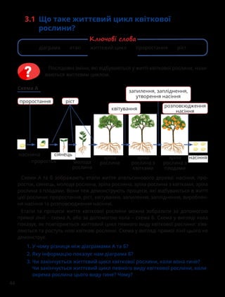 44
3.1 Що таке життєвий цикл квіткової
рослини?
Схеми A та Б зображають етапи життя апельсинового дерева: насіння, про-
росток, сіянець, молода рослина, зріла рослина, зріла рослина з квітками, зріла
рослина з плодами. Вони теж демонструють процеси, які відбуваються в житті
цієї рослини: проростання, ріст, квітування, запилення, запліднення, вироблен-
ня насіння та розповсюдження насіння.
Етапи та процеси життя квіткової рослини можна зобразити за допомогою
прямої лінії – схема А, або за допомогою кола – схема Б. Схема у вигляді кола
показує, як повторюється життєвий цикл певного виду квіткової рослини: з’яв-
ляються та ростуть нові квіткові рослини. Схема у вигляді прямої лінії цього не
демонструє.
насіння
зріла
рослина
зріла
рослина з
квітками
зріла
рослина з
плодами
проростання
розповсюдження
насіння
квітування
запилення, запліднення,
утворення насіння
ріст
насінина
проросток молода
рослина
сіянець
Схема A
1. 
У чому різниця між діаграмами А та Б?
2. 
Яку інформацію показує нам діаграма Б?
3. 
Чи закінчується життєвий цикл квіткової рослини, коли вона гине?
Чи закінчується життєвий цикл певного виду квіткової рослини, коли
окрема рослина цього виду гине? Чому?
Послідовні зміни, які відбуваються у житті квіткової рослини, нази-
ваються життєвим циклом.
діаграма етап життєвий цикл проростання ріст
Ключові слова
 