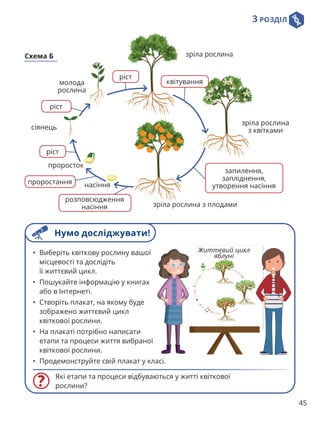 3 РОЗДІЛ
45
зріла рослина
молода
рослина
сіянець
проросток
зріла рослина
з квітками
зріла рослина з плодами
насіння
ріст
квітування
ріст
ріст
проростання
розповсюдження
насіння
запилення,
запліднення,
утворення насіння
Схема Б
Які етапи та процеси відбуваються у житті квіткової
рослини?
• Виберіть квіткову рослину вашої
місцевості та дослідіть
її життєвий цикл.
• Пошукайте інформацію у книгах
або в Інтернеті.
• Створіть плакат, на якому буде
зображено життєвий цикл
квіткової рослини.
• На плакаті потрібно написати
етапи та процеси життя вибраної
квіткової рослини.
• Продемонструйте свій плакат у класі.
Життєвий цикл
яблуні
Нумо досліджувати!
 