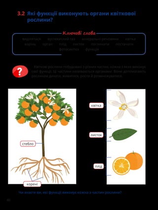 46
Чи знаєте ви, які функції виконує кожна з частин рослини?
корені
стебло
квітка
листок
плід
Квіткові рослини побудовані з різних частин, кожна з яких виконує
свої функції. Ці частини називаються органами. Вони допомагають
рослинам дихати, живитися, рости й розмножуватися.
3.2 Які функції виконують органи квіткової
рослини?
виділятися вуглекислий газ мінеральні речовини квітка
корінь орган плід листок поглинати постачати
фотосинтез функція
Ключові слова
 
