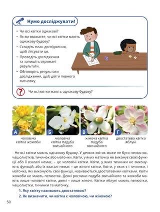 50
Не всі квітки мають однакову будову. У деяких квіток може не бути пелюсток,
чашолистків, тичинок або маточки. Квіти, у яких маточка не виконує своєї функ-
ції або її взагалі немає, – це чоловічі квітки. Квіти, у яких тичинки не викону-
ють функцій, або їх взагалі немає – це жіночі квітки. Квіти, у яких є і тичинки, і
маточка, які виконують свої функції, називаються двостатевими квітками. Квіти
жожоби не мають пелюсток. Деякі рослини падуба звичайного та жожоби ма-
ють лише чоловічі квітки, деякі – лише жіночі. Квітки яблуні мають пелюстки,
чашолистки, тичинки та маточку.
1. Яку квітку називають двостатевою?
2. Як визначити, чи квітка є чоловічою, чи жіночою?
Чи всі квітки мають однакову будову?
• Чи всі квітки однакові?
• Як ви вважаєте, чи всі квітки мають
однакову будову?
• Складіть план дослідження,
щоб з’ясувати це.
• Проведіть дослідження
та запишіть отримані
результати.
• Обговоріть результати
дослідження, щоб дійти певного
висновку.
чоловіча
квітка жожоби
А
чоловіча
квітка падуба
звичайного
Б
жіноча квітка
падуба
звичайного
В
двостатева квітка
яблуні
Г
Нумо досліджувати!
 