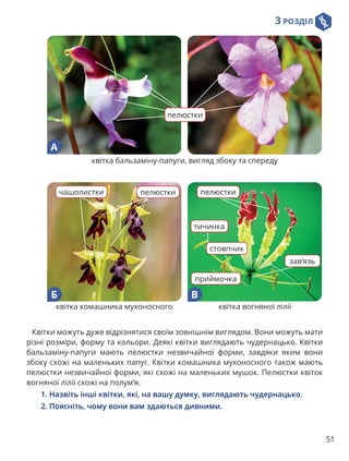 3 РОЗДІЛ
51
Квітки можуть дуже відрізнятися своїм зовнішнім виглядом. Вони можуть мати
різні розміри, форму та кольори. Деякі квітки виглядають чудернацько. Квітки
бальзаміну-папуги мають пелюстки незвичайної форми, завдяки яким вони
збоку схожі на маленьких папуг. Квітки комашника мухоносного також мають
пелюстки незвичайної форми, які схожі на маленьких мушок. Пелюстки квіток
вогняної лілії схожі на полум’я.

1. Назвіть інші квітки, які, на вашу думку, виглядають чудернацько.
2. Поясніть, чому вони вам здаються дивними.
пелюстки
квітка бальзаміну-папуги, вигляд збоку та спереду
А
чашолистки пелюстки
тичинка
стовпчик
пелюстки
зав’язь
приймочка
квітка комашника мухоносного
Б
квітка вогняної лілії
В
 