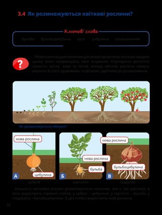 52
Розмноженнядужеважливедляживихорганізмів,оскількизавдяки
цьому вони продовжують своє існування. Отримуючи достатню
кількість світла, води та тепла, молоді квіткові рослини можуть
вирости й стати здоровими та зрілими, здатними до розмноження.
Як розмножується яблуня?
Більшість квіткових рослин розмножуються насінням, але є такі рослини, в
яких виростають підземні стебла: у цибулі – цибулини, у картоплі – бульби, у
гладіолуса – бульбоцибулини. З цих стебел виростають нові рослини.
цибулина
бульба
бульбоцибулина
нова рослина
цибуля картопля гладіолус
нова рослина
нова рослина
А Б В
3.4 Як розмножуються квіткові рослини?
бульба бульбоцибулина вуса цибулина розмноження
Ключові слова
 