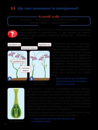 54
Запилення – це процес перенесен-
ня пилкових зерен з пиляка на при-
ймочку. Самозапилення відбуваєть-
ся тоді, коли пилкові зерна з пиляків
квітки переносяться до приймочки
тієї самої квітки або до приймочки
іншої квітки, але тієї самої рослини.
Перехресне запилення відбуваєть-
ся тоді, коли пилкові зерна з пиляків
квітки переносяться до приймочки
квітки іншої рослини того самого
виду.

Яке значення має запилення
для розмноження квіткових
рослин насінням?
приймочка
пилкові
зерна
приймочка
приймочка
пилкові зерна
самозапилення
А
перехресне
запилення
Б
Запліднення – це процес, який відбувається після запилен-
ня. Під час запліднення з пилкового зерна проростає пилко-
ва трубка, яка крізь стовпчик маточки проходить до її зав’язі.
Пилкова трубка наближається до зав’язі і потрапляє у на-
сінний зачаток. Тут одна з клітин пилкового зерна зливаєть-
ся з яйцеклітиною, запліднюючи її. Після цього з заплідненої
яйцеклітини утворюється зародок, а всі частини квітки, окрім
зав’язі, зазвичай, засихають та відпадають.
Запліднена яйцеклітина стає майбутньою рослиною. Насін-
ний зачаток стає насінням, а зав’язь стає плодом.

У чому полягає різниця між запиленням
та заплідненням?
запліднення
Для утворення насіння потрібно, щоб у квіткової рослини пилкові
зерна з’єдналися з яйцеклітинами. Є два процеси, які повинні
відбутися, щоб у рослин утворилося насіння. Це – запилення та
запліднення.
3.5 Що таке запилення та запліднення?
запилення запліднення перехресне запилення
пилкова трубка самозапилення
Ключові слова
 