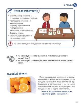 3 РОЗДІЛ
55
1. 
Чи може бути запилена рослина, яка має лише чоловічі
квітки? Чому?
2. 
Чи може бути запилена рослина, яка має лише жіночі квітки?
Чому?
Чи може запліднення відбутися без запилення? Чому?
• Візьміть набір зображень
із квітками та плодами персика.
• Розташуйте зображення
у правильному
порядку, щоб показати,
як відбувається
запилення та запліднення.
• Створіть плакат.
• Опишіть, що відбувається
на кожному етапі.
Після послідовного запилення та заплід-
нення, квітки апельсинового дерева дають
плоди з зернятками. Якщо запилення від-
бувається, а запліднення – ні, то квітки
апель­
синового дерева все одно утворять
плоди, але вони будуть без кісточок.
Назвіть інші рослини, плоди яких
можуть вирости без насіння.
Цікавий факт
Нумо досліджувати!
 