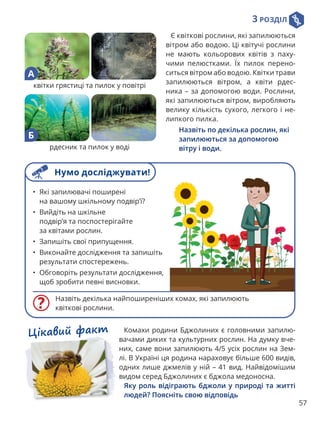 3 РОЗДІЛ
57
Комахи родини Бджолиних є головними запилю-
вачами диких та культурних рослин. На думку вче-
них, саме вони запилюють 4/5 усіх рослин на Зем-
лі. В Україні ця родина нараховує більше 600 видів,
одних лише джмелів у ній – 41 вид. Найвідомішим
видом серед Бджолиних є бджола медоносна.

Яку роль відіграють бджоли у природі та житті
людей? Поясніть свою відповідь
Цікавий факт
квітки грястиці та пилок у повітрі
А
рдесник та пилок у воді
Б
Є квіткові рослини, які запилюються
вітром або водою. Ці квітучі рослини
не мають кольорових квітів з паху­
чими пелюстками. Їх пилок перено­
ситься вітром або водою. Квітки трави
запилюються вітром, а квіти рдес-
ника – за допомогою води. Рослини,
які запилюються вітром, виробляють
велику кількість сухого, легкого і не-
липкого пилка.

Назвіть по декілька рослин, які
запилюються за допомогою
вітру і води.
Назвіть декілька найпоширеніших комах, які запилюють
квіткові рослини.
• Які запилювачі поширені
на вашому шкільному подвір’ї?
• Вийдіть на шкільне
подвір’я та поспостерігайте
за квітами рослин.
• Запишіть свої припущення.
• Виконайте дослідження та запишіть
результати спостережень.
• Обговоріть результати дослідження,
щоб зробити певні висновки.
Нумо досліджувати!
 