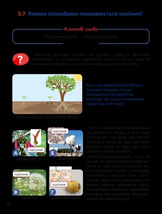 58

Яка з цих двох молодих яблунь
буде рости краще: та, що
знаходиться під дорослою
яблунею, чи та, яка знаходиться
подалі від неї? Чому?
доросла яблуня та дві молоді яблуні
Більшість молодих рослин, які ростуть поруч із великими
рослинами, не отримують достатньої кількості світла, води та
мінеральних речовин, а також не мають достатньо простору.
3.7 Якими способами поширюється насіння?
поширення вітром поширення водою
Ключові слова
Часто насіння розповсюджується
за допомогою плодів, в яких воно
зберігається. Насінини повинні по-
трапити в місце, де буде достатня
кількість світла та води для того,
щоб вони могли прорости.
Насіння діптерокарпуса легке та
має великі крила, насіння бавовни –
легке та має пухнасті волокна, на-
сіння кульбаби – легке та має форму
невеликого парашута. Таке насін-
ня має змогу легко поширюватися
вітром. Насіння кокосового горіха
має губчасте покриття, наповнене
повітрям, яке допомагає йому три-
матися на поверхні води.
діптерокарпус бавовник
насіння
А Б
насіння
кульбаба кокосовий горіх
насіння
насіння
В Г
 