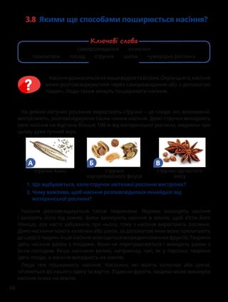 60
Насіння розповсюджується також тваринами. Мурахи знаходять насіння
і заносять його під землю. Білки закопують насіння в землю, щоб з’їсти його
пізніше, але часто забувають про нього, тому з насіння виростають рослини.
Деякі насінини мають колючки або шипи, за допомогою яких вони прилипають
до шерсті тварин. Інше насіння знаходиться всередині смачних фруктів. Тварини
їдять насіння разом з плодами. Воно не перетравлюється і виходить разом з
їхнім послідом. Якщо насінини великі, наприклад, такі, як у персика, тварини
їдять плоди, а насіння викидають на землю.
Люди теж поширюють насіння. Насінини, які мають колючки або шипи,
чіпляються до нашого одягу та взуття. З’їдаючи фрукти, людина може викинути
насіння із них на землю.
Насіннярозноситьсянелишеводоютавітром.Окрімцього,насіння
може розповсюджуватися через саморозкидання або з допомогою
тварин. Люди також можуть поширювати насіння.
3.8 Якими ще способами поширюється насіння?
саморозкидання колючки
прилипати послід стручок шипи чужорідна рослина
Ключові слова
1. 
Що відбувається, коли стручок квіткової рослини вистрілює?
2. 
Чому важливо, щоб насіння розповсюдилося якнайдалі від
материнської рослини?
стручок бамії
А
стручки
каучуконосного фікуса
Б
стручки зірчастого
анісу
В
На деяких квітучих рослинах виростають стручки – це плоди, які, висихаючи,
вистрілюють, розповсюджуючи таким чином насіння. Деякі стручки викидають
своє насіння на відстань більше 100 м від материнської рослини, видаючи при
цьому дуже гучний звук.
 