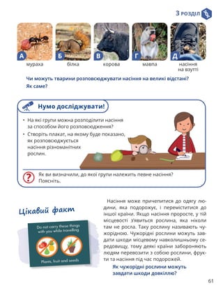 3 РОЗДІЛ
61
Насіння може причепитися до одягу лю-
дини, яка подорожує, і переміститися до
іншої країни. Якщо насіння проросте, у тій
місцевості з’явиться рослина, яка ніколи
там не росла. Таку рослину називають чу-
жорідною. Чужорідні рослини можуть зав-
дати шкоди місцевому навколишньому се-
редовищу, тому деякі країни забороняють
людям перевозити з собою рослини, фрук-
ти та насіння під час подорожей.
Як чужорідні рослини можуть
завдати шкоди довкіллю?
Цікавий факт
Як ви визначили, до якої групи належить певне насіння?
Поясніть.
• На які групи можна розподілити насіння
за способом його розповсюдження?
• Створіть плакат, на якому буде показано,
як розповсюджується
насіння різноманітних
рослин.
мураха
А
білка
Б
корова
В
мавпа
Г
насіння
на взутті
Д

Чи можуть тварини розповсюджувати насіння на великі відстані?
Як саме?
Нумо досліджувати!
 
