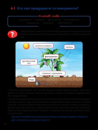68
4.1 Хто такі продуценти та консументи?
Для росту всім живим істотам необхідна енергія. Енергія міститься у
поживних речовинах, які організми отримують із їжі або створюють
самі.
консументи глюкоза фотосинтез фітопланктон
продуценти крохмаль зоопланктон
Ключові слова
Рослини підтримують свої життєві функції шляхом фотосинтезу, тобто вони
здатні самі собі виробити поживні речовини. Тому їх називають виробниками
або продуцентами.
Фотосинтез відбувається у зелених частинах рослин. Рослини використовують
сонячну енергію, воду та вуглекислий газ для виробництва глюкози та кисню.
Глюкоза – це цінна поживна речовина для рослин.Частина глюкози використо-
вується для росту рослин, а решта запасається в рослині у вигляді крохмалю.
Тварини, які поїдають рослин, отримують енергію з крохмалю, що накопичуєть-
ся в рослинах.
Що іще із виробленого рослинами можуть використовувати тварини?
Для чого вони це використовують?
вуглекислий
газ
кисень
вода
сонячна енергія
фотосинтез
глюкоза і крохмаль
 