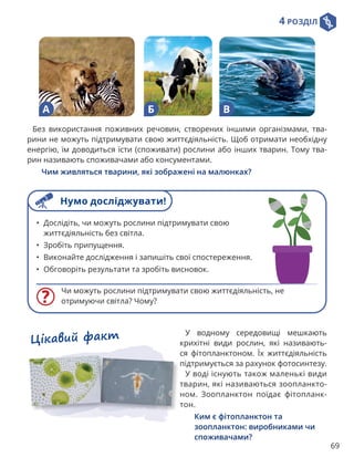 4 РОЗДІЛ
69
Цікавий факт У водному середовищі мешкають
крихітні види рослин, які називають-
ся фітопланктоном. Їх життєдіяльність
підтримується за рахунок фотосинтезу.
У воді існують також маленькі види
тварин, які називаються зоопланкто-
ном. Зоопланктон поїдає фітопланк-
тон.
Ким є фітопланктон та
зоопланктон: виробниками чи
споживачами?
Без використання поживних речовин, створених іншими організмами, тва-
рини не можуть підтримувати свою життєдіяльність. Щоб отримати необхідну
енергію, їм доводиться їсти (споживати) рослини або інших тварин. Тому тва-
рин називають споживачами або консументами.
Чим живляться тварини, які зображені на малюнках?
А Б В
Чи можуть рослини підтримувати свою життєдіяльність, не
отримуючи світла? Чому?
• Дослідіть, чи можуть рослини підтримувати свою
життєдіяльність без світла.
• Зробіть припущення.
• Виконайте дослідження і запишіть свої спостереження.
• Обговоріть результати та зробіть висновок.
Нумо досліджувати!
 