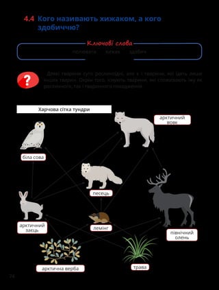 74
4.4 Кого називають хижаком, а кого
здобиччю?
Харчова сітка тундри
біла сова
арктичний
вовк
песець
лемінг
арктичний
заєць
арктична верба
північний
олень
трава
Деякі тварини суто рослиноїдні, але є і тварини, які їдять лише
інших тварин. Окрім того, існують тварини, які споживають їжу як
рослинного, так і тваринного походження.
полювати хижак здобич
Ключові слова
 