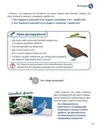 4 РОЗДІЛ
75
Хижаки – це тварини, які полюють на інших тварин для поживи. Тварин, на
яких полюють хижаки, називають здобиччю.
1. Які тварини в харчовій сітці тундри є хижаками, а які – здобиччю?
2. Яка тварина в харчовій сітці тундри є і хижаком, і здобиччю?
Чи є люди хижаками?
Які тварини розташовані після виробників у ланцюгу
живлення? Які тварини знаходяться на його верхівці?
• Дослідіть свій шкільний ігровий майданчик
у пошуках харчових зв’язків.
• Поспостерігайте за твариною.
• Що чи кого вона їсть?
• Хто з інших тварин полює на неї?
• Складіть ланцюг живлення, до складу якого входить
ця тварина. Замалюйте його у зошит.
Щоб вижити, всі види повинні
пристосовуватися до свого середо-
вища існування, наприклад, як арк-
тичний вовк та арктичний заєць.
Як співвідносяться
властивості та поведінкові
особливості хижака та його
здобичі, що допомагають
їм обом вижити у їхньому
середовищі існування?
Цікавий факт
Нумо досліджувати!
 