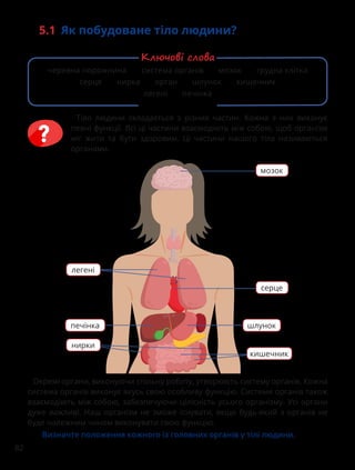 82
5.1 Як побудоване тіло людини?
Окремі органи, виконуючи спільну роботу, утворюють систему органів. Кожна
система органів виконує якусь свою особливу функцію. Системи органів також
взаємодіють між собою, забезпечуючи цілісність усього організму. Усі органи
дуже важливі. Наш організм не зможе існувати, якщо будь-який з органів не
буде належним чином виконувати свою функцію.
Визначте положення кожного із головних органів у тілі людини.
мозок
серце
легені
нирки
печінка шлунок
кишечник
Тіло людини складається з різних частин. Кожна з них виконує
певні функції. Всі ці частини взаємодіють між собою, щоб організм
міг жити та бути здоровим. Ці частини нашого тіла називаються
органами.
черевна порожнина система органів мозок грудна клітка
серце нирка орган шлунок кишечник
легені печінка
Ключові слова
 