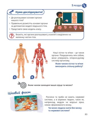 5 РОЗДІЛ
83
Яким чином захищені ваше серце та мозок?
Вкажіть, які органи розташовані у кожній із виділених на
малюнку частин тіла.
• Де розташовані основні органи
нашого тіла?
• Правильно розмістіть основні органи
за допомогою моделі людського тіла.
• Представте свою модель класу.
Цікавий факт
Рослини та гриби не мають нервової
системи, а в окремих тварин, таких як,
наприклад, медузи чи морські зірки,
немає сформованого мозку.
Чи може людина жити без мозку
та нервової системи?
Наші кістки та м’язи – це також
органи. Поєднуючись між собою,
вони утворюють опорно-рухову
систему організму.
Яким чином кістки та м’язи
виконують спільну роботу?
А Б
Нумо досліджувати!
 