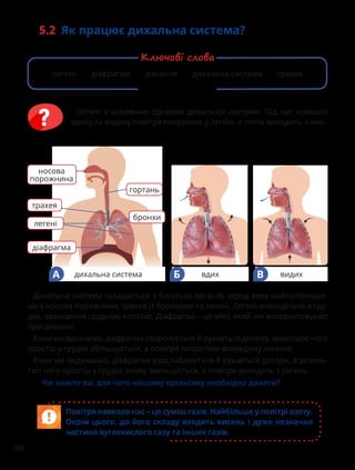 84
5.2 Як працює дихальна система?
Повітря навколо нас – це суміш газів. Найбільше у повітрі азоту.
Окрім цього, до його складу входить кисень і дуже незначна
частина вуглекислого газу та інших газів.
Легені є основним органом дихальної системи. Під час кожного
вдиху та видиху повітря потрапляє у легені, а потім виходить з них.
легені діафрагма дихання дихальна система трахея
Ключові слова
Дихальна система складається з багатьох органів, серед яких найголовніши-
ми є носова порожнина, трахея із бронхами та легені. Легені знаходяться в гру-
дях, захищених грудною кліткою. Діафрагма – це м’яз, який ми використовуємо
при диханні.
Коли ми вдихаємо, діафрагма скорочується й рухається донизу, внаслідок чого
простір у грудях збільшується, а повітря потрапляє всередину легенів.
Коли ми видихаємо, діафрагма розслаблюється й рухається догори, в резуль-
таті чого простір у грудях знову зменшується, а повітря виходить з легень.
Чи знаєте ви, для чого нашому організму необхідно дихати?
дихальна система
А
носова
порожнина
трахея
діафрагма
легені
вдих
Б видих
В
гортань
бронхи
 