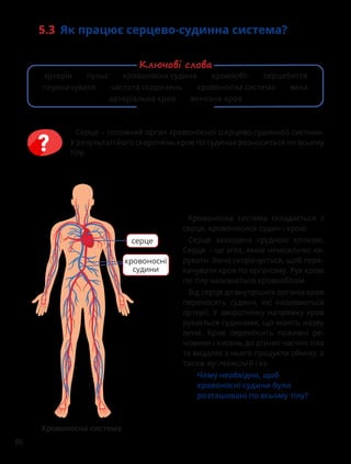 86
5.3 Як працює серцево-судинна система?
Серце – головний орган кровоносної (серцево-судинної) системи.
У результаті його скорочень кров по судинах розноситься по всьому
тілу.
Кровоносна система складається з
серця, кровоносних судин і крові.
Серце захищене грудною кліткою.
Серце – це м’яз, яким неможливо ке-
рувати. Воно скорочується, щоб пере-
качувати кров по організму. Рух крові
по тілу називається кровообігом.
Від серця до внутрішніх органів кров
переносять судини, які називаються
артерії. У зворотному напрямку кров
рухається судинами, що мають назву
вени. Кров переносить поживні ре-
човини і кисень до різних частин тіла
та видаляє з нього продукти обміну, а
також вуглекислий газ.
Чому необхідно, щоб
кровоносні судини були
розташовані по всьому тілу?
Кровоносна система
серце
кровоносні
судини
артерія пульс кровоносна судина кровообіг серцебиття
перекачувати частота скорочень кровоносна система вена
артеріальна кров венозна кров
Ключові слова
 