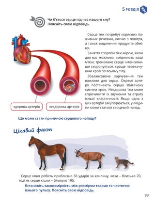 5 РОЗДІЛ
89
Чи б’ється серце під час нашого сну?
Поясніть свою відповідь.
Цікавий факт
Серце коня робить приблизно 36 ударів за хвилину, кози – близько 70,
тоді як серце кішки – близько 195.
Встановіть закономірність між розміром тварин та частотою
їхнього пульсу. Поясніть свою відповідь.
Серце теж потребує корисних по-
живних речовин, кисню з повітря,
а також видалення продуктів обмі-
ну.
Заняття спортом тією мірою, якою
для вас можливо, зміцнюють ваші
м’язи, треноване серце інтенсивні-
ше скорочується, краще перекачу-
ючи кров по всьому тілу.
Збалансоване харчування теж
важливе для серця. Окремі арте-
рії постачають серцю збагачену
киснем кров. Нездорова їжа може
спричинити їх звуження та втрату
їхньої еластичності. Якщо одна з
цих артерій закупорюється, у люди-
ни може статися серцевий напад.
нездорова артерія
здорова артерія
Що може стати причиною серцевого нападу?
 