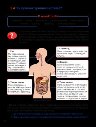 90
5.4 Як працює травна система?
Щоб жити, нам потрібна їжа. Їжа допомагає нам рости й дає нам
енергію. Складні речовини, які містяться в їжі, в процесі травлення
розчеплюються на прості. Саме їх наш організм може легко засвоїти
та використати. Шлунок і кишечник є основними органами травної
системи.
Травна система складається з рота, стравоходу, шлунка, тонкої кишки та тов-
стої кишки. Травна система розщеплює їжу на простіші речовини, які проника-
ють у кров і розносяться по всьому організму.
1. Де в організмі починається, а де закінчується процес травлення?
2. Яким чином речовини з перетравленої їжі розносяться по організму?
5. Товста кишка
Усі неперетравлені
рештки з їжі переходять
у товсту кишку, а потім
виводяться з організму.
2. Стравохід
Після ковтання пережована їжа
проходить через стравохід до
шлунка.
4. Тонка кишка
Рідка їжа змішується з більшою
кількістю травних соків всере-
дині тонкої кишки, а поживні
речовини з їжі розщеплюються
на простіші речовини. Ці ре-
човини поглинаються тонкою
кишкою та потрапляють у кров.
3. Шлунок
Шлунок виробляє травні
соки, які змішуються з їжею,
розщеплюючи та розріджуючи
її. Ця розріджена суміш
повільно переходить у тонкий
кишечник.
Травна система
1. Рот
Ми пережовуємо
їжу зубами, подріб-
нюючи її. У цей час
вона змішується зі
слиною. Речовини
слини зволожують
їжу та починають
перетравлювати її.
травлення слина травний сік травна система товста кишка
печінка шлунок стравохід тонкий кишечник
Ключові слова
 