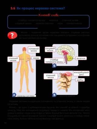 94
5.6 Як працює нервова система?
Мозок – головний орган нервової системи. Нервова система
допомагає різним частинам тіла працювати узгоджено і контролює
всі інші системи організму.
Нервова система складається з головного та спинного мозку, а також нервів
організму.
Мозок – це один з найважливіших органів. Він ніжний та м’який і потребує
захисту, тому він знаходиться усередині твердого черепа. Він контролює наші
думки та емоції, нашу мову та рух, а також функції багатьох органів тіла. Мозок
складається з трьох основних частин: кінцевий мозок, мозочок і стовбур голов-
ного мозку. Кожна частина мозку виконує свої функції.
кінцевий
мозок
мозочок
стовбур
головного мозку
головний мозок
Б
спинний
мозок
міжхребцевий
диск
хребці
частина хребта
В
головний
мозок
нервова система
А
нерви
стовбур головного мозку мозочок спинний мозок
кінцевий мозок нервова система нерв контролювати
Ключові слова
спинний
мозок
 