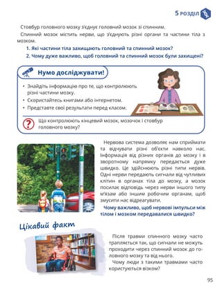 5 РОЗДІЛ
95
Цікавий факт
Після травми спинного мозку часто
трапляється так, що сигнали не можуть
проходити через спинний мозок до го-
ловного мозку та від нього.
Чому люди з такими травмами часто
користуються візком?
Нервова система дозволяє нам сприймати
та відчувати різні об’єкти навколо нас.
Інформація від різних органів до мозку і в
зворотному напрямку передається дуже
швидко. Це здійснюють різні типи нервів.
Одні нерви передають сигнали від чутливих
клітин в органах тіла до мозку, а мозок
посилає відповідь через нерви іншого типу
м’язам або іншим робочим органам, щоб
змусити нас відреагувати.
Чому важливо, щоб нервові імпульси між
тілом і мозком передавалися швидко?
Стовбур головного мозку з’єднує головний мозок зі спинним.
Спинний мозок містить нерви, що з’єднують різні органи та частини тіла з
мозком.
1. Які частини тіла захищають головний та спинний мозок?
2. Чому дуже важливо, щоб головний та спинний мозок були захищені?
Що контролюють кінцевий мозок, мозочок і стовбур
головного мозку?
• Знайдіть інформацію про те, що контролюють
різні частини мозку.
• Скористайтесь книгами або інтернетом.
• Представте свої результати перед класом.
Нумо досліджувати!
 