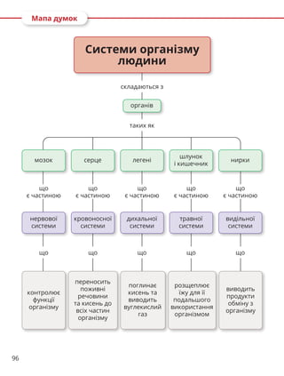 96
Мапа думок
контролює
функції
організму
переносить
поживні
речовини
та кисень до
всіх частин
організму
поглинає
кисень та
виводить
вуглекислий
газ
розщеплює
їжу для її
подальшого
використання
організмом
виводить
продукти
обміну з
організму
Системи організму
людини
складаються з
таких як
органів
що
є частиною
мозок
нервової
системи
що
що
є частиною
серце
кровоносної
системи
що
що
є частиною
легені
дихальної
системи
що
що
є частиною
шлунок
і кишечник
травної
системи
що
що
є частиною
нирки
видільної
системи
що
 