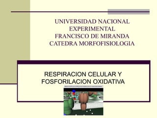 UNIVERSIDAD NACIONAL
EXPERIMENTAL
FRANCISCO DE MIRANDA
CATEDRA MORFOFISIOLOGIA
RESPIRACION CELULAR Y
FOSFORILACION OXIDATIVA
 