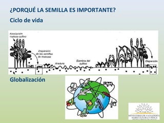 Consulta Regional sobre Políticas públicas en Semillas en América Latina, Por Ing. Enzo Benech