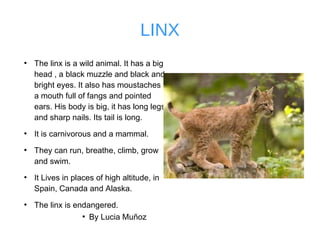 LINX
●
The linx is a wild animal. It has a big
head , a black muzzle and black and
bright eyes. It also has moustaches ,
a mouth full of fangs and pointed
ears. His body is big, it has long legs
and sharp nails. Its tail is long.
●
It is carnivorous and a mammal.
●
They can run, breathe, climb, grow
and swim.
●
It Lives in places of high altitude, in
Spain, Canada and Alaska.
●
The linx is endangered.
●
By Lucia Muñoz
 