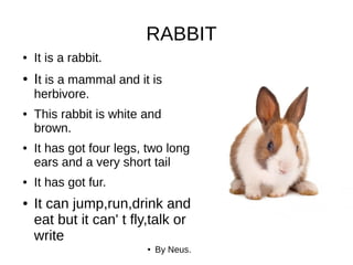 RABBIT
● It is a rabbit.
● It is a mammal and it is
herbivore.
● This rabbit is white and
brown.
● It has got four legs, two long
ears and a very short tail
● It has got fur.
● It can jump,run,drink and
eat but it can' t fly,talk or
write
● By Neus.
 