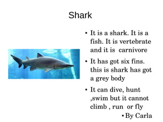 Shark
● It is a shark. It is a 
fish. It is vertebrate 
and it is  carnivore 
● It has got six fins. 
this is shark has got 
a grey body 
● It can dive, hunt 
,swim but it cannot 
climb , run  or fly
● By Carla 
 