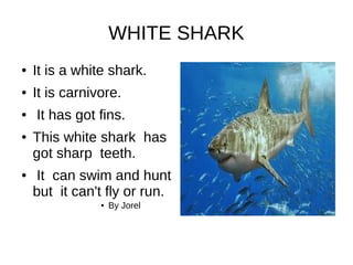 WHITE SHARK
● It is a white shark.
● It is carnivore.
● It has got fins.
● This white shark has
got sharp teeth.
● It can swim and hunt
but it can't fly or run.
● By Jorel
 