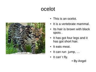 ocelot
● This is an ocelot.
● It is a vertebrate mammal.
● Its hair is brown with black
spots .
● It has got four legs and it
has got short hair.
● It eats meat.
● It can run jump, …
● It can' t fly.
● By Angel
 
