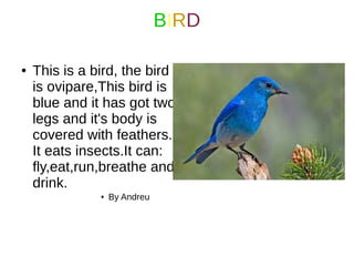 BIRD
● This is a bird, the bird
is ovipare,This bird is
blue and it has got two
legs and it's body is
covered with feathers.
It eats insects.It can:
fly,eat,run,breathe and
drink.
● By Andreu
 